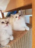 Ragdoll Kittens Available for sell