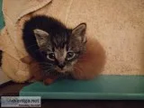 Two adorable kittens need a home