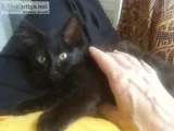 Black female kitten