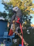   Female African Grey  