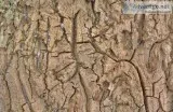 Cracked Trees We Offer Richmond Hill Tree Removal Services&nbsp 
