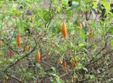 IBOGA ROOT BARK AVIALABLE