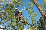 Find the best Tree Services in Ficko