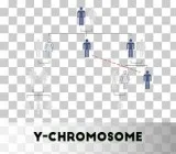 Y-Chromosome DNA testing