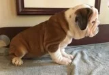 Spectacular english bulldog