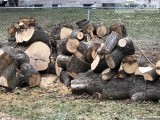 Green firewood (maple)