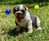 English bulldogs for rehoming 4084659274