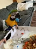 Healthy and Active Blue and Gold Macaw