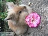 Bunny rabbit for sale