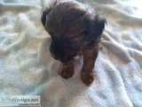 For sale yorkiepoos two males puppies