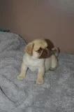 Adorable Male and Female Pug Puppies available