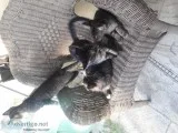 Kittens (4)