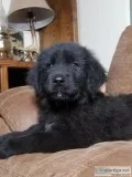NewfoundlandGreat pyreness PUPPY
