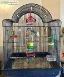 2 chirping parakeets and beautiful cage