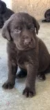 akc labradors