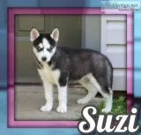 Suzi Female ACA Siberian Husky