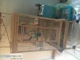 I have a four-year-old beautiful Senegal parrot looking for a ne