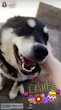 Sweet 7 month old pup