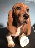 CKC Basset Hound Puppy