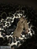 POM CHI PUPS