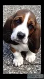 Bassett Hound Puppies