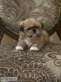Shih tzu