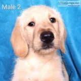 3 BLONDE LABRADOODLE MALES - BEAUTIFUL and READY NOW