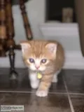 Scottish Fold Straight Female