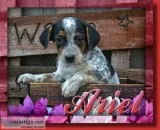 Ariel Female English Bulldog Mix