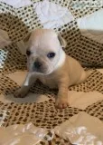 French Bulldogs