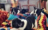 Boston Terrier