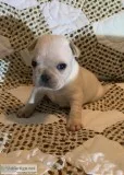 French Bulldogs