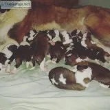 Full blooded Saint Bernard puppies