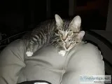 Free 8 week Old male adorable kittens