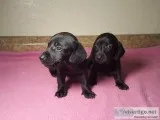 Miniature Dachshunds