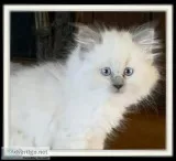 1 bluepoint himmi that is 7 weeks  and litter trained and used t