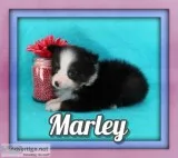 Marley Male MINI Australian Shepherd