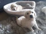 Golden retriever pupps for adoption