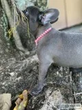 Blue french bulldog  puppy akc