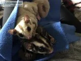 Sugar Gliders