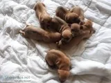 Rhodesian Ridgeback puppies