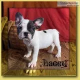 Lacey Female Frenchton