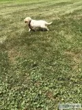 Labrador retreiver
