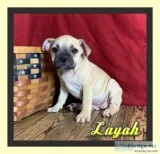 Layah Female Frenchton