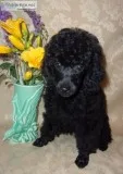 Toy Poodle Puppies