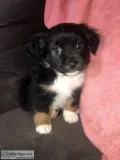Sweet little chipoo
