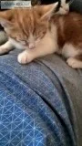 kitten