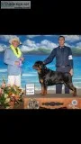 Dog training and boarding
