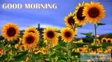 Download sunflower good morning images
