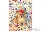 Pomeranian- Ginger- Female